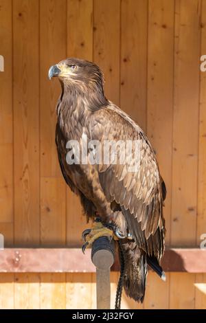 Young eagle sitting on a perch. He is tied up - falconry-led. In the background is a brown wooden wall. Stock Photo