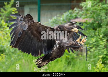 Haliaeetus albicilla - Sea Eagle - falconry guided on landing. The eagle has its legs outstretched with its claws ready to land. Stock Photo