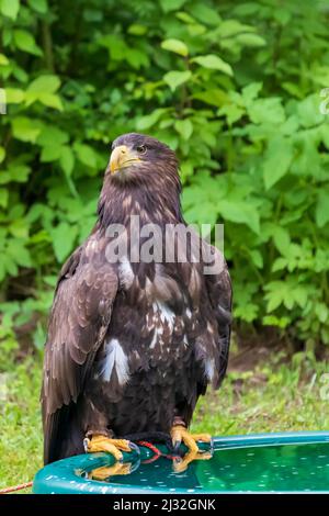 Haliaeetus albicilla - White-tailed Eagle sitting on the edge of a swimming pool with water. Stock Photo