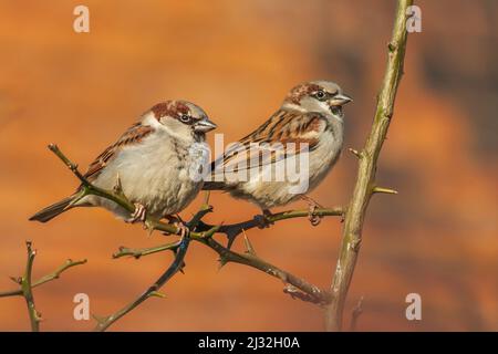 Two sparrows sitting on a branch of a bush. Stock Photo