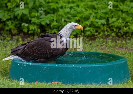 A falcon-headed bald eagle bathes in a pool. Stock Photo