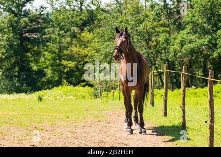 The horse in the corral on the green grass grazes. In the background are trees. Stock Photo