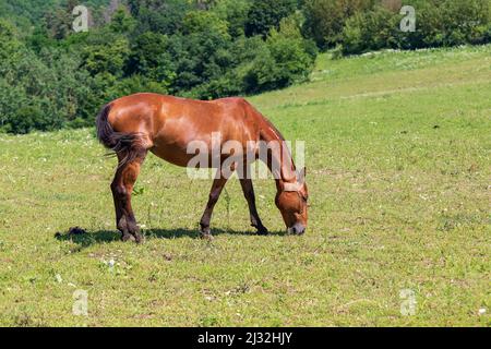 The muscular brown horse has a bowed head and grazes in the meadow. Stock Photo