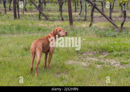 Big Brown-haired Pointing Dog - Hungarian Short-haired Pointing Dog - Vizsla stands on a green field. Stock Photo