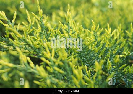 Thuja branch with bright green soft needles on a sunny day Stock Photo