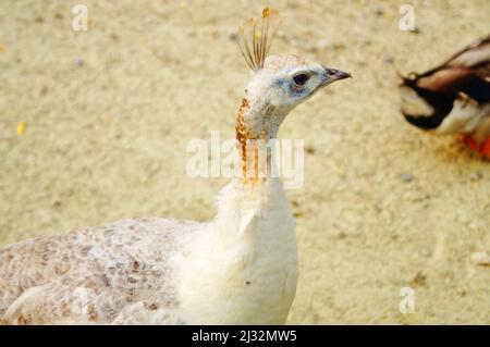 A peacock with white feathers walks in a corral on the yellow sand on a sunny day Stock Photo