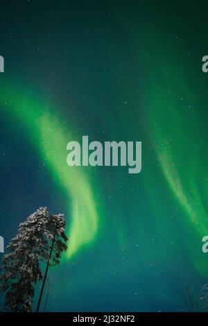 Snowy tree, northern lights dancing in the sky, Yukon Territory, Canada ...