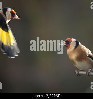 Goldfinch on feeder with one flying in, West Yorkshire, UK Stock Photo