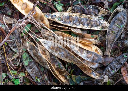 Dry branches and leaves fallen in the forest lie on the ground Stock Photo