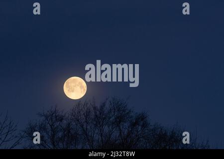 The worm full moon low on the horizon with trees. Stock Photo