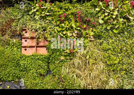Vertical garden with a variety of plants and integrated birdhouses Stock Photo