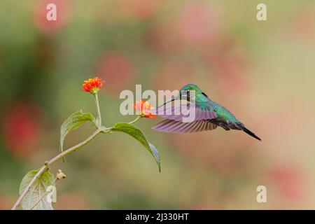 Green Crowned Brilliant Hummingbird  feeding on Lantana flower Heliodoxa jacula  Alajuela, Costa Rica BI033224 Stock Photo