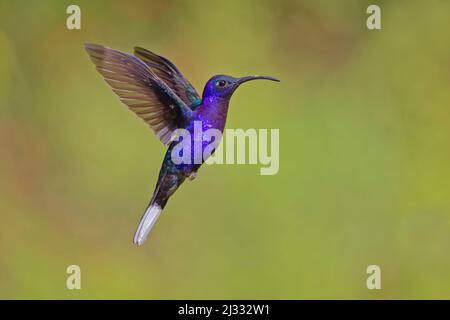 Violet Sabrewing Hummingbird  in flight Campylopterus hemileucurus  Alajuela, Costa Rica BI033521 Stock Photo