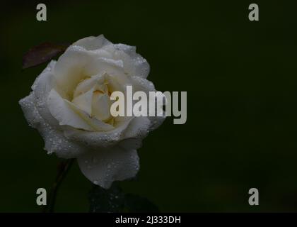 Beautiful close-up of a rose Stock Photo