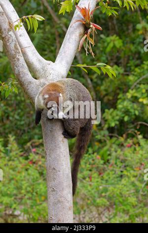 White Nosed Coatimundi Nasua nasua Alajuela, Costa Rica MA004108 Stock Photo