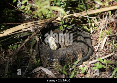 A closeup of the Agkistrodon piscivorus, cottonmouth snake. Stock Photo