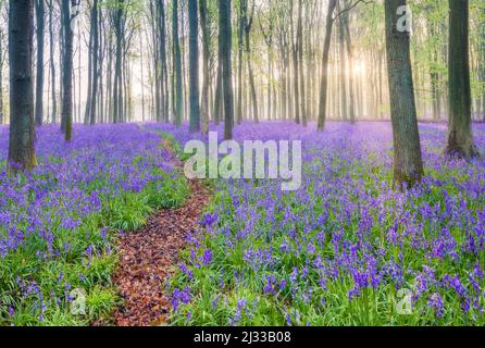 English bluebell woods at dawn. Stock Photo