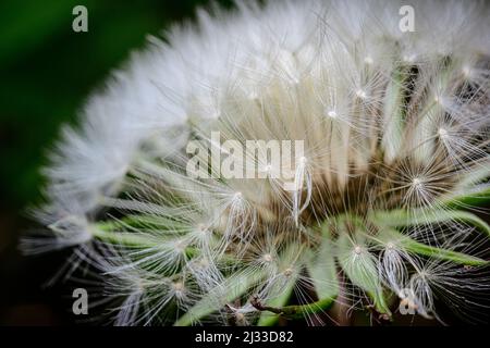 Close up of a Dandelion clock in a Sussex garden, UK Stock Photo