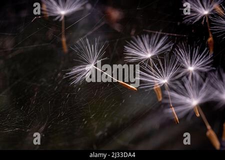 The seeds of a dandelion are caught from the light breeze of a Sussex springtime garden by a spider's web. Stock Photo