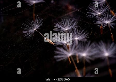 The seeds of a dandelion are caught from the light breeze of a Sussex springtime garden by a spider's web. Stock Photo