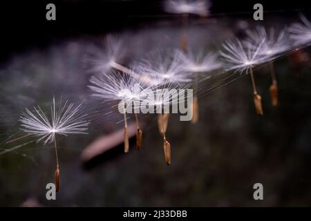 The seeds of a dandelion are caught from the light breeze of a Sussex springtime garden by a spider's web. Stock Photo