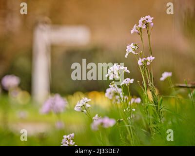 Lady's smock on roadside verges in East Hoathly, East Sussex, UK. Stock Photo