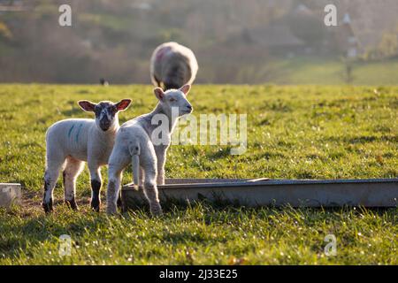 Two lambs by feeding trough in evening spring sunshine, Burwash, East Sussex, England, United Kingdom, Europe Stock Photo