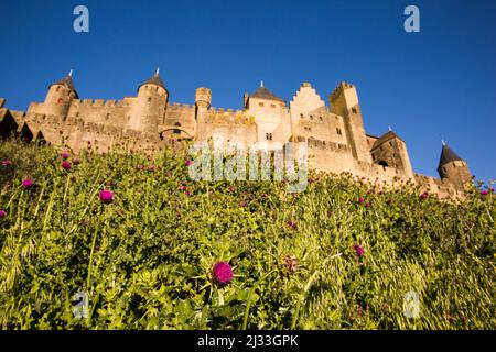 Field of Milk Thistle Flower (Silybum or Carduus Marianum)  Blooming on a Sunny Summer Day at the Bottom of Carcassonne Citadel West Side Stock Photo