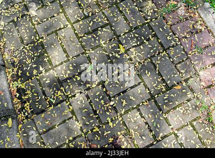 Patterned paving blocks, cement brick floor and small yellow leaves Stock Photo