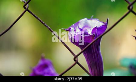 Indian Datura stramonium , known by the common names thorn apple. Purple flower of thorn apple plant Stock Photo