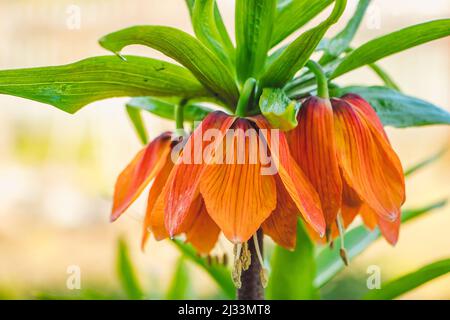 Bright spring flowers fritillary. Orange lilies or imperial crown close-up. Flowering plants Fritillaria imperialis in home garden. Gardening and grow Stock Photo