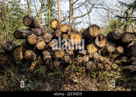 A pile of logs cut down from a managed woodland area Stock Photo
