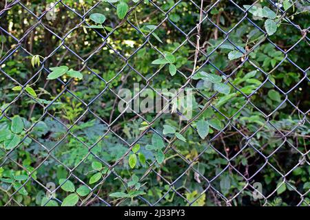 Climbing plant on wire mesh and forest in the backgound Stock Photo