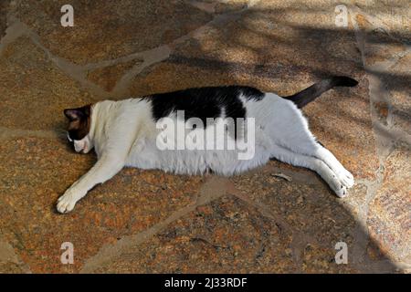 Domestic cat sleeping on the floor Stock Photo