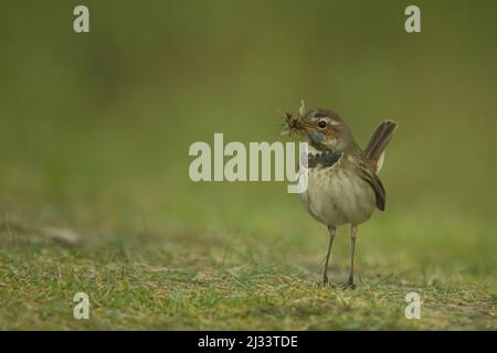 Female White-spotted Bluethroat (Luscinia svecica cyanecula) on Texel, Netherlands Stock Photo