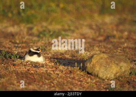Ringed plover (Charadrius hiaticula) breeding in National Park Duinen on Texel, Netherlands Stock Photo