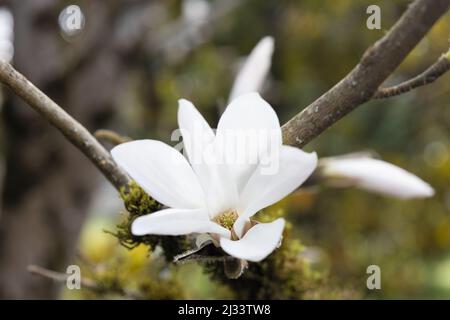 White flower of a Magnolia × kewensis 'Wada's Memory' tree. Stock Photo