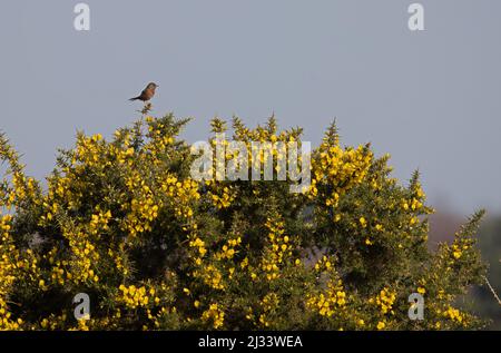 Dartford Warbler (Sylvia undata) perched on flowering Western Gorse Norfolk GB UK March 2022
