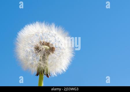 White fluffy round dandelion without some seeds against the blue sky. Round head of a summer plant with seeds in the shape of an umbrella. The concept Stock Photo