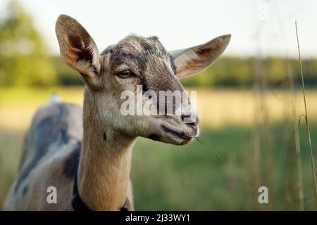 Close-up portrait of a brown young goat with clearly visible facial details, and fur texture. Stock Photo