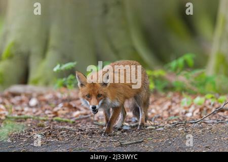 Hunting red fox (Vulpes vulpes) returning to cubs in den with caught mouse in its mouth in forest in spring Stock Photo
