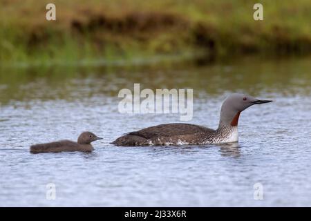 Red-throated loon / red-throated diver (Gavia stellata) in breeding plumage swimming in pond with chick in summer Stock Photo