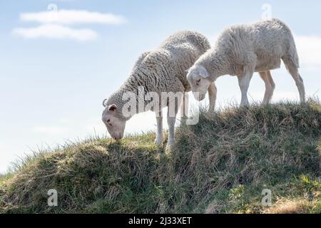 Summer landscape with two white sheep on a hill of green grass and two white clouds in the sky Stock Photo