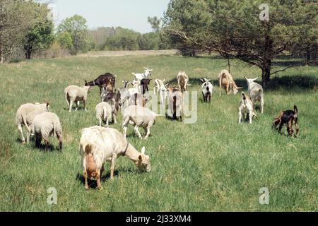 A small organic rural dairy farm with a mixed herd of goats and sheeps. - stock photo Stock Photo