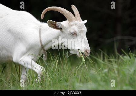 White adult goat with large, curved horns grazes and eats fresh spring grass in a meadow near the forest. Stock Photo