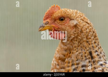 Profile portrait of a ginger-colored speckled hen on a light green blurred background Stock Photo