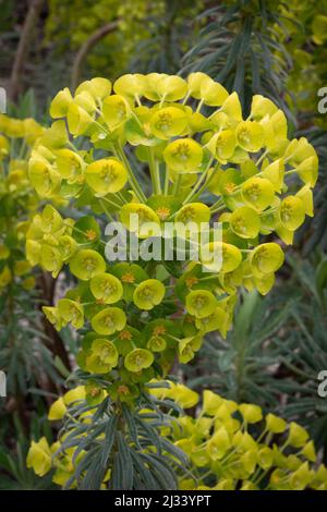 Yellow blooming Euphorbia Characias shrub close up Stock Photo