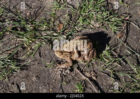 Two toads mating on a field path in England Stock Photo