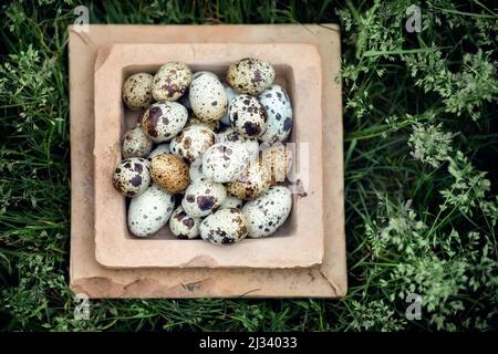 Square clay bowl with quail eggs in a beautiful green herbs background. Concept, free range eggs , organic, healthy food, farm harvest Stock Photo