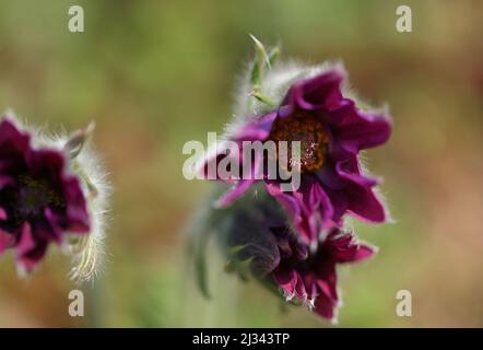 Cowbells hi-res stock photography and images - Alamy